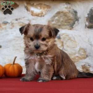 Unicha, Morkie / Yorktese Puppy